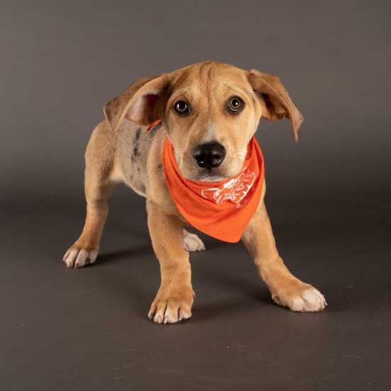 Vinnie, Team Ruff - Puppy Bowl 2021 (photo by Elias Weiss Friedman/Animal Planet)